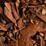 Cascara Sagrada Bark