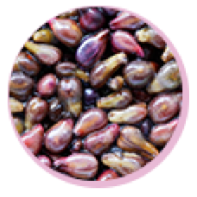 Vitamin B6